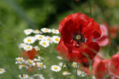 Gartenmohn