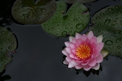 Nymphaea - Seerose