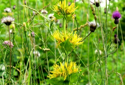 Blühende Wildpflanzen