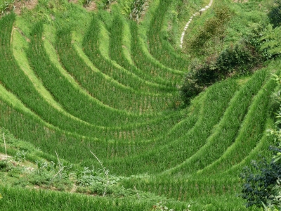 Reisterassen (China)