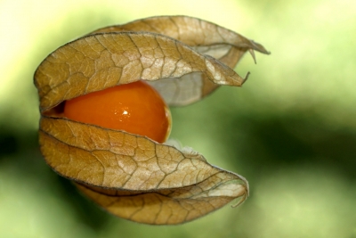 - Physalis -