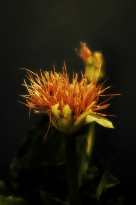 Haemanthus katherinae - Blutblume