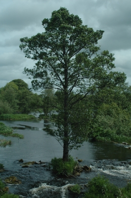 Baum im Shannon