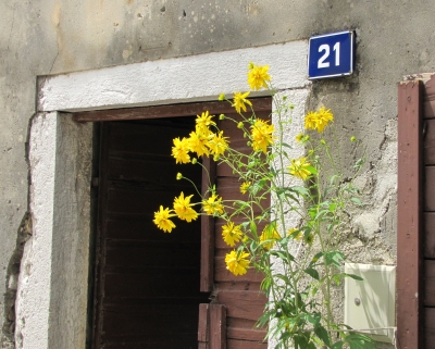 Junge Blüten vor alter Tür