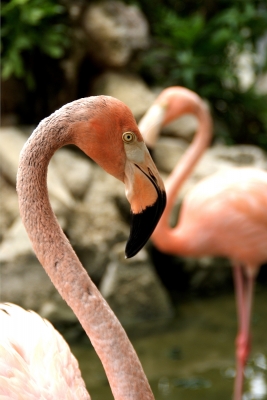 Portrait eines Flamingo