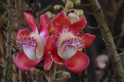 Schöne Blüten