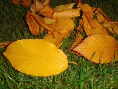 goldfarbene Herbstblätter