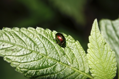 purpurner Käfer