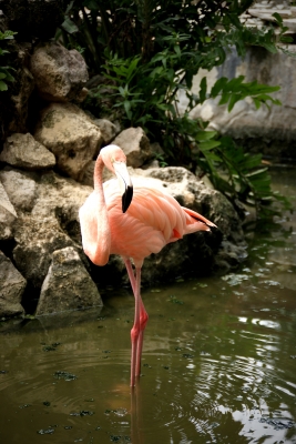 stolzer Flamingo