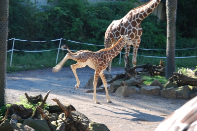 So sieht Lebensfreude bei Giraffen aus!
