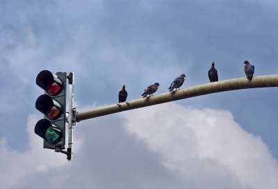 Tauben auf Verkehrsampel