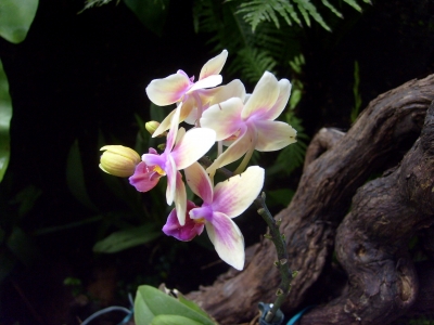 Orchidee 5