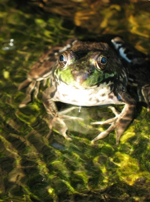 Froggy01