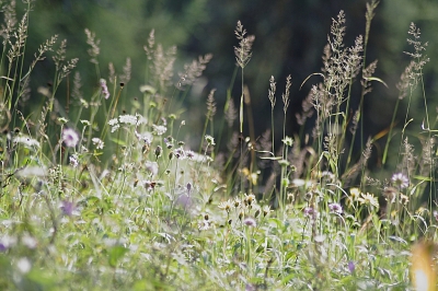 Sommerwiese