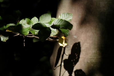 Blätter im Schatten