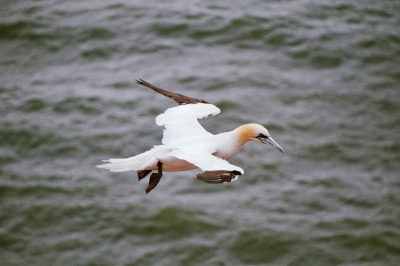 Basstölpel über der Nordsee