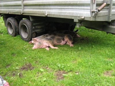Lebensmüde Schweine