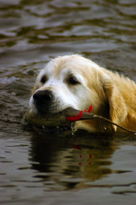 Golden Retriever apportiert aus dem Wasser