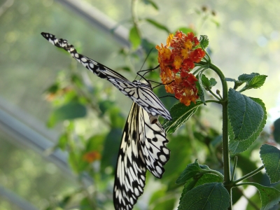 Schmetterling_an_Blüte