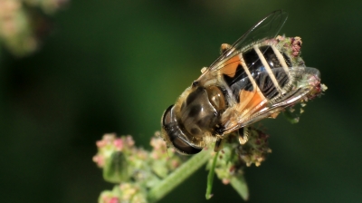 Gemeine Keilfleckschwebfliege