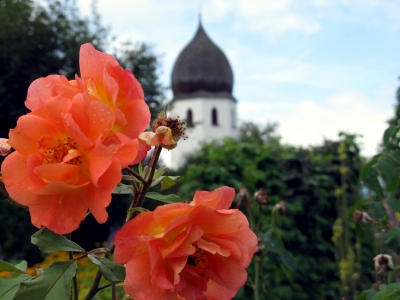 Rose vor der Klosterkirche auf der Fraueninsel