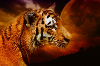 fantasy tiger