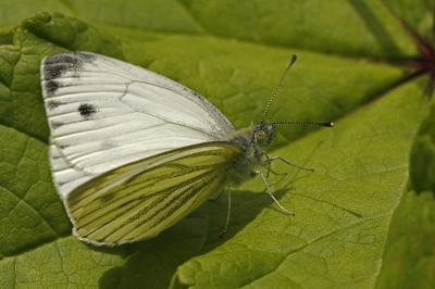 ein Kohlweissling