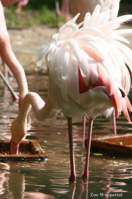 Flamingopopo