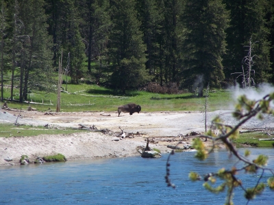 Einsamer Buffalo am Yellowstone River