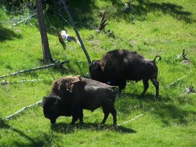 2 Buffalos (Bison) graßen im Yellowstone National Park