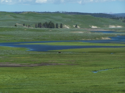 Große Wiese - einsamer Büffel - Natur am Yellowstone River