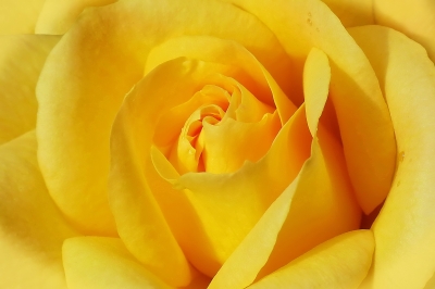 gelbe Rose - nah betrachtet