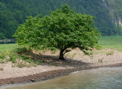 Baum am Fluss (China)