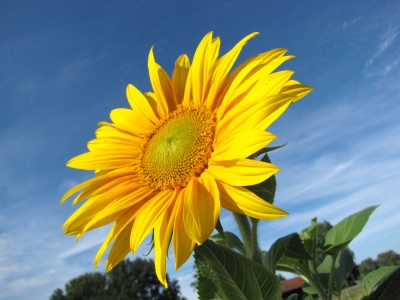 Der Sonne entgegen