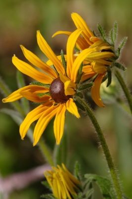 Gartenblumen