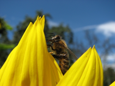 Biene an einer Sonnenblume