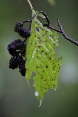 Ein Blatt