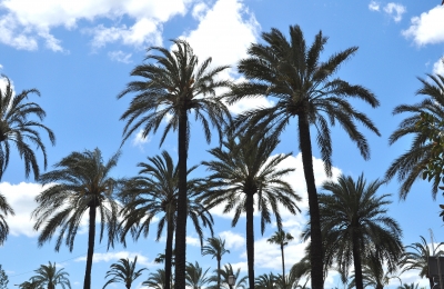 Palmen im Gegenlicht