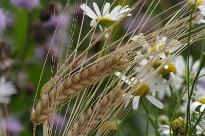 Getreideblumen