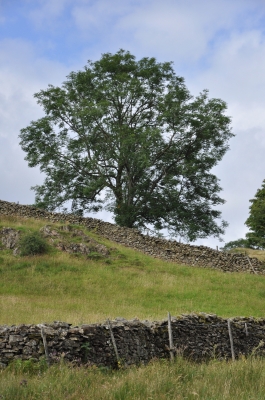 Baum am Loughrigg Fell in England