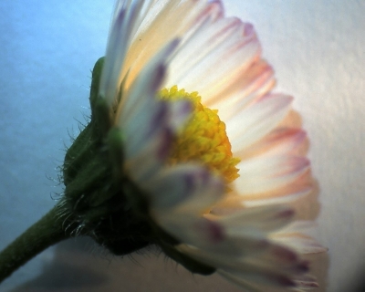 Blüte 2