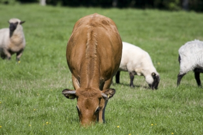 Eine Kuh mit Schafen auf der Wiese