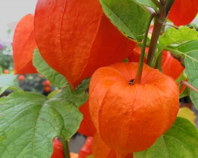 Physalis