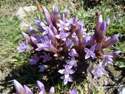 ein Blumenstrauss am Weg