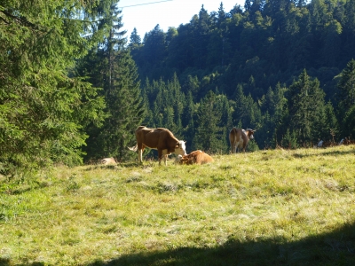 Kühe im Schwarzwald