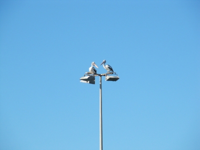 Pelikanwacht