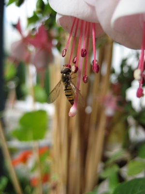 Schwebfliegenpaarung