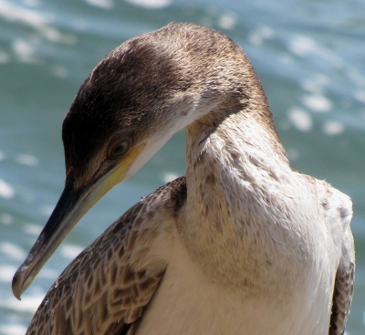 Kormoran (Tierporträt)