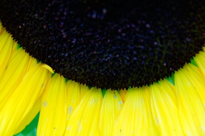 Sonnenblume-Ausschnitt