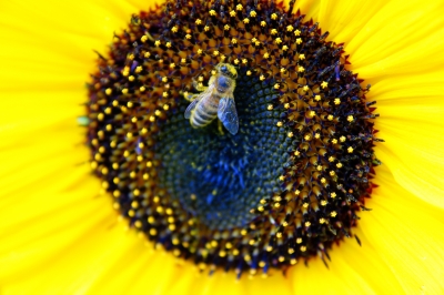 Biene besucht Sonnenblume